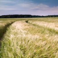 a barley field under a blue sky