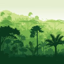 Vector drawing of a tropical rainforest with diverse trees