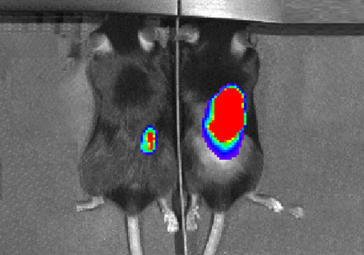 Tumors shrunk in mice injected with arginine-producing bacteria.